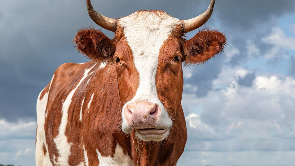 picture of a cow against a blue sky